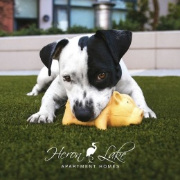 Watch your pet thrive in our dedicated dog park. Your four-legged friend will love the space to roam and play. 🐾  #HeronLake #ColumbiaSC #ColumbiaSouthCarolina #Columbia #ColumbiaApartments #ColumbiaLiving #ColumbiaSCApartments Instagram post from @heron.lake on October 15, 2024 00:00:00am
